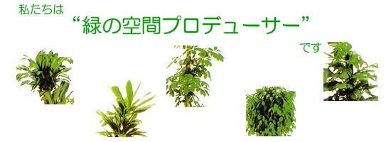 私たちは緑の空間プロデューサー、観葉植物レンタル（グリーンレンタル）のグリーンポケット練馬店です。